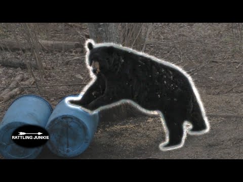 16 BEAR Hunts COMPILATION less than 2 minutes!!!!