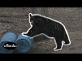 16 BEAR Hunts COMPILATION Less Than 2 Minutes