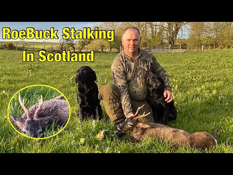 Deer Stalking - RoeBuck Deer Stalking In Scotland