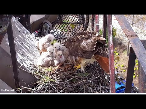 Cornell Red-tailed Hawks ~ Great Feeding For L4 & Huge Crop! Cuddle Puddle Food Coma! 5.7.22