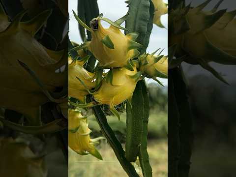 Meet yellow dragon fruit - the most unique variety 🇮🇩 #food #india #shorts #springonyoutube