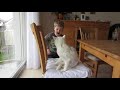 Boy Gets Bit By Cat While Petting 984986
