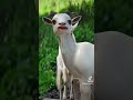 E O Pix Nada Ainda