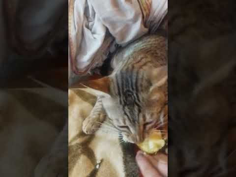 Tiger Baba is now a falahari Baba I Dharamrai Kheda Dhar MP in Narmada Parikrama