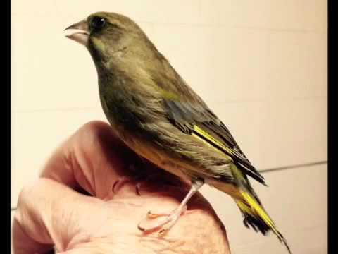 Víctor Madera en Youtube