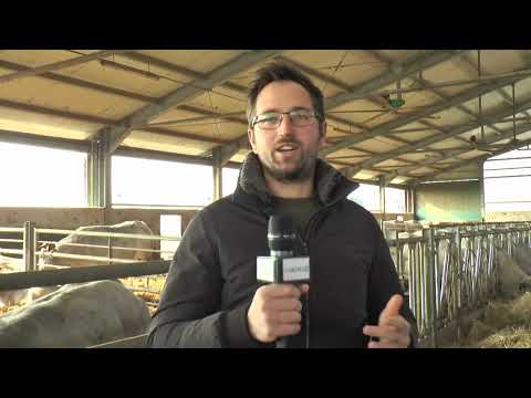 Cavour, alla scoperta della razza piemontese - TELEGRANDA