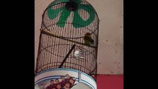 Download lagu Masteran lovebird punya irama top alsanov mp3