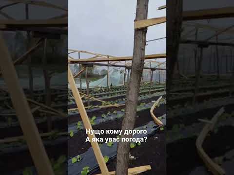 нущо кому дорого