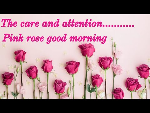 Good morning wishes with pink roses