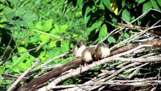 preview picture of video 'Three Carolina Wrens Preening After Georgia Rain'