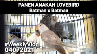Download lagu PANEN LOVEBIRD - ANAKAN LOVEBIRD BATMAN LOLOS SELEKSI ALAM ‼️ mp3