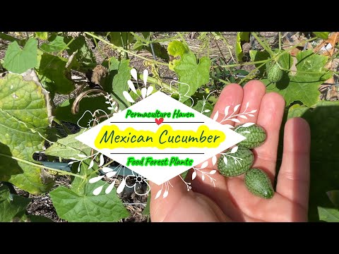 , title : 'Mexican Cucumber - Cucamelon - Gherkins - My Subtropical Food Forest Plants'