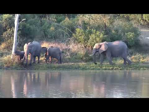 Djuma: Small group of Elephants drink at the dam - 13:21 - 06/08/2023