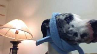 Great Dane - Daisy Dress UP.