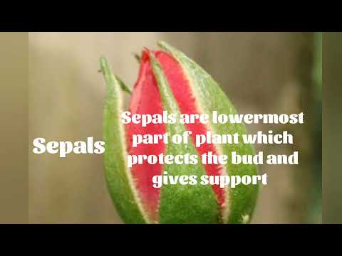 Structure of a flower { science project} by I. Ashritha