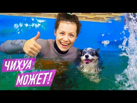 ПОШЛИ в СОБАЧИЙ СПОРТЗАЛ! БАССЕЙН для СОБАК и БЕГОВАЯ ДОРОЖКА! МОЯ СОБАКА против БОЛЬШОЙ СОБАКИ