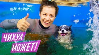 ПОШЛИ в СОБАЧИЙ СПОРТЗАЛ! БАССЕЙН для СОБАК и БЕГОВАЯ ДОРОЖКА! МОЯ СОБАКА против БОЛЬШОЙ СОБАКИ