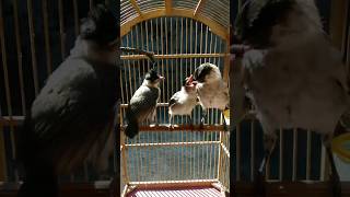 Download lagu Burung Kutilang Meloloh Anaknya!!!#shorts #yearofyou mp3 Download lagu Burung Kutilang Meloloh Anaknya!!!#shorts #yearofyou mp3