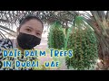DATE PALM TREES IN DUBAI Teacher Eleyna