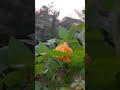 Rose's। Sunlight। Yellow Roses। #trending #viral #shorts #yellowroses #pinkroses #osanam #90s