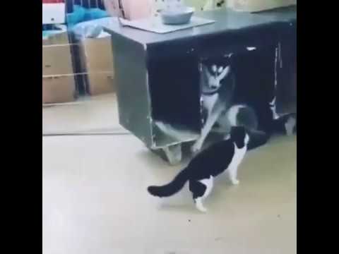 Funny Cat Attacks Clumsy Husky Dog For Yelling At Her