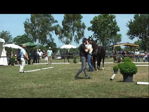 Sudweyher Fohlenschau 2019 - Kat.-Nr. 12