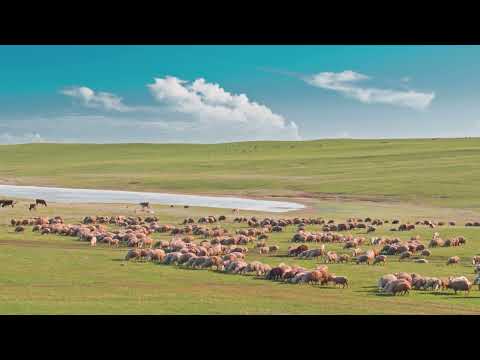 Video de YouTube - Campo en Venta de 400 Hectareas - Paso de los Toros