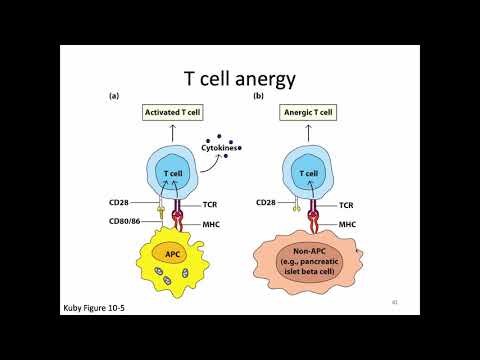 Immunology Fall 2019 Lecture 21: T Cell Activation and CTLs