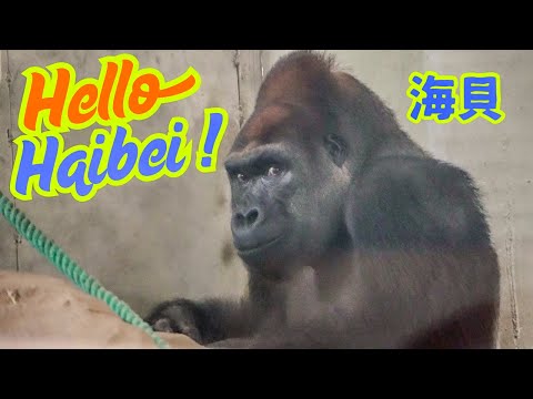 Can Haibei be Komomo's mate?