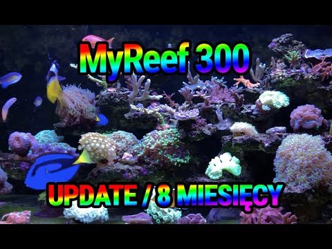 (143) MyReef 300 / Update / 8 miesiąc - Akwarium morskie - Reef aquarium
