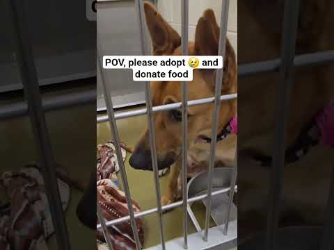 POV, please adopt 😢 and donate food link in our bio #NYC#LosAngeles#Chicago#Texas#Florida#california