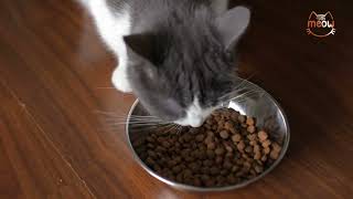Acana vs Orijen Cat Food: Which One Should You Choose in 202