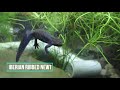 Detroit Zoo Amazing Amphibians Episode 8 Salamander Saturday