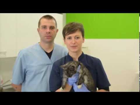 Ultrasonografia Małych Zwierząt cz. II - UKŁAD ROZRODCZY