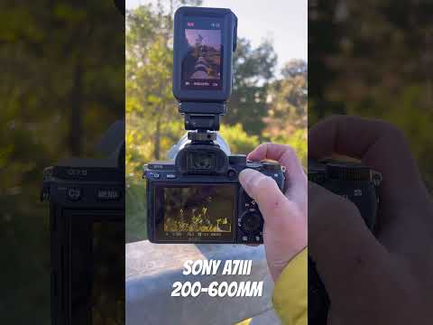 Sony A7iii 200-600mm #pov #sonyalpha #200600mm #sonya7iii #photography #povs