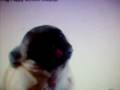 Pug Licking Screen Sooo Cute