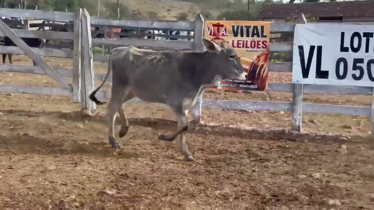 LOTE 50 - 01 GARROTA  1/2 SANGUE; BR:069 AM;  V-5