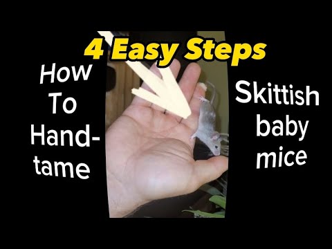 Hand-taming Skittish Mice in 4 Easy Steps