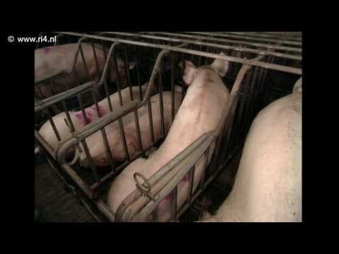 , title : 'Vee Voor Vlees 2 De rund  en varkenshouderij'