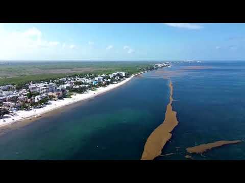 Video Thumbnail: How seaweed is sinking tourism on Mexico's beaches