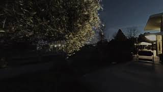 Sherman Oak Night injected