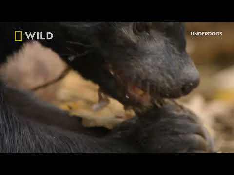 Underdogs | Meet Barry