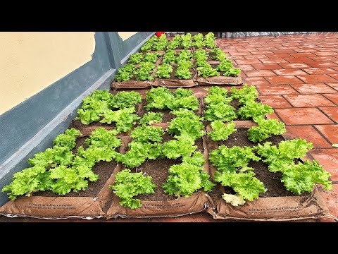 image-Can lettuce be grown in grow bags?