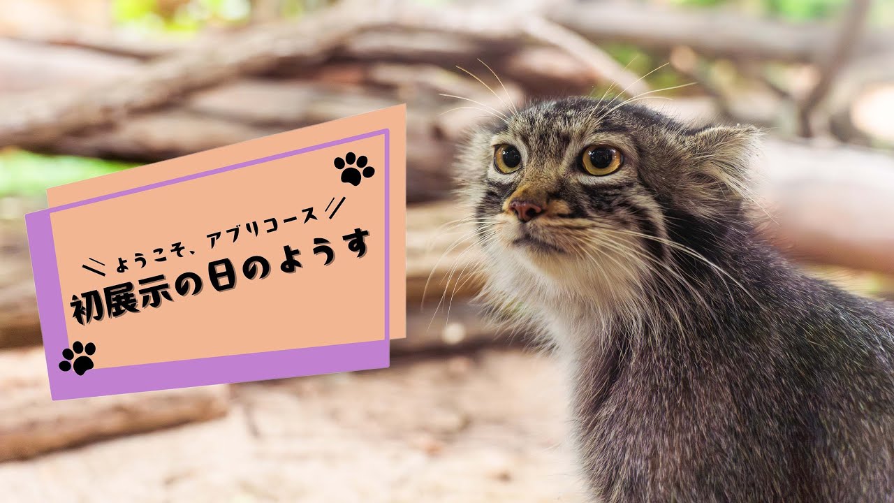 【ようこそ！アブリコース】初展示の日のようす