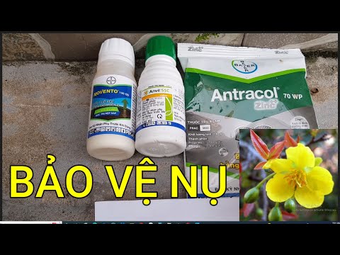 🔴 QBS22230 - BẢO VỆ NỤ CHO CÂY MAI VÀNG SỚM 0942456100|| CHĂM SÓC TẠO NỤ MAI VÀNG THÁNG 6 ÂM LỊCH