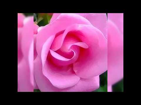 Amazing Rose Collection | Rare Roses