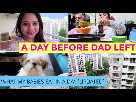 What My Puppies Eat In A Day Currently | A Day Before My Dad Leaving Bangalore