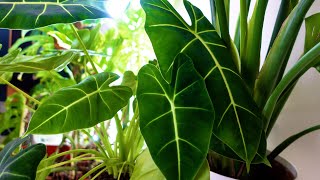 Alocasia Frydek Care Guide - Micholitziana - Houseplant Tips and Tricks