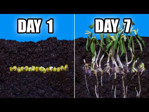 MUNG BEAN Growing Timelapse