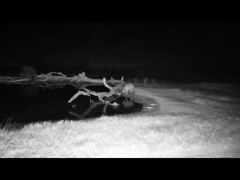 Djuma: Lone Hyena drinks at the pan along with Hippo - 01:10 - 07/01/19